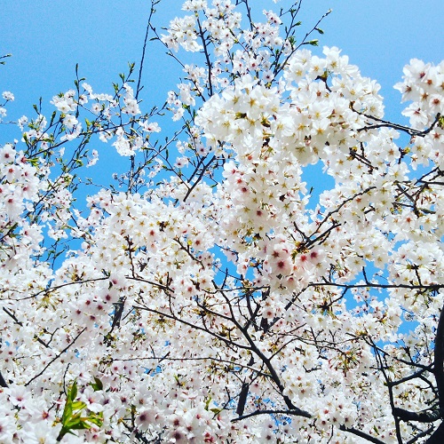 sakura